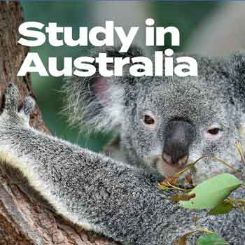 Study in Australia. photo of koala bear